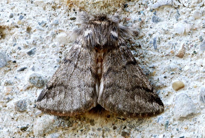 Thaumetopoea da det: